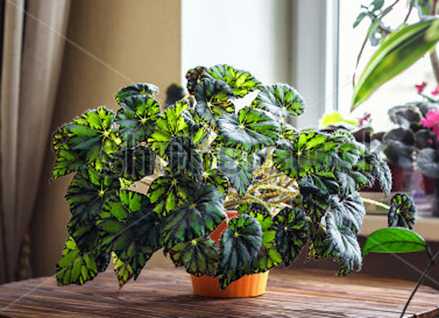 For the best colour, grow indoor begonias out  of direct sunlight 